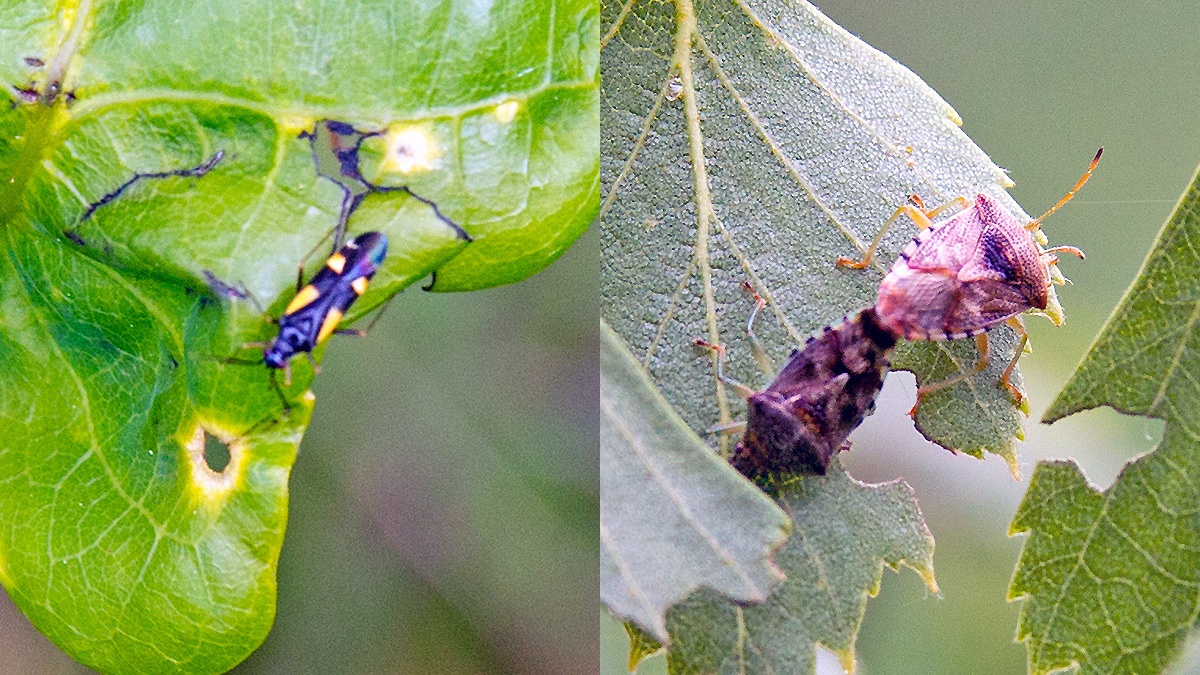 Parent Bug [Elasmucha grisea] & Four-spotted Oak Bug [Dryophilocoris flavoquadrimaculatus]