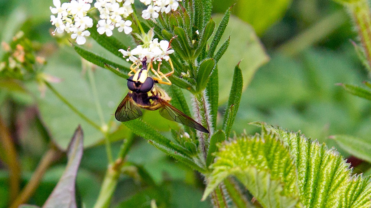 Barred Ant-hill Hoverfly [Philhelius citrofasciatus]
