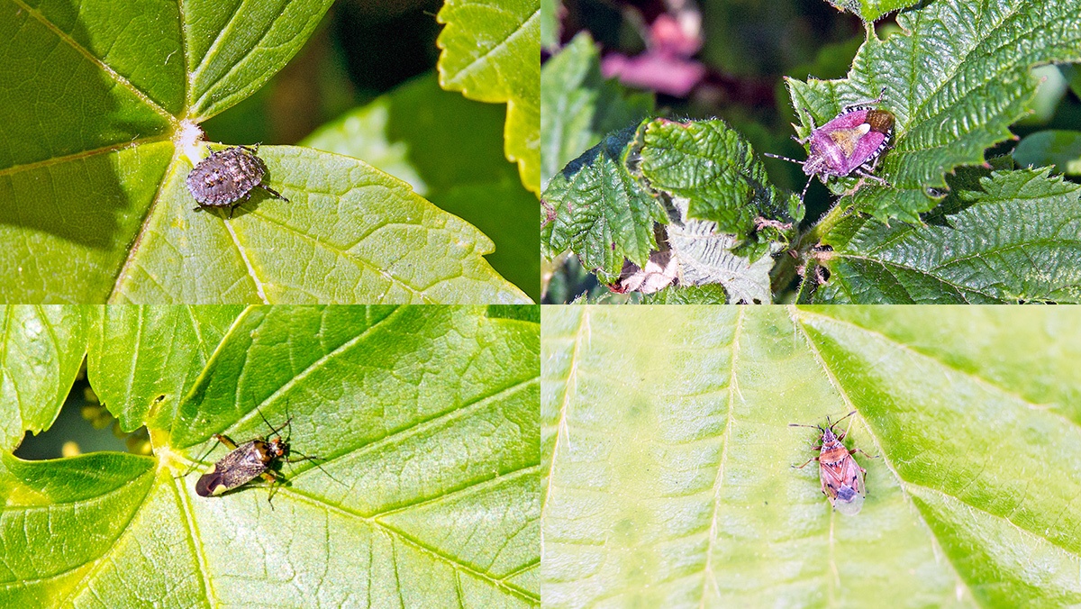 4 Bugs
