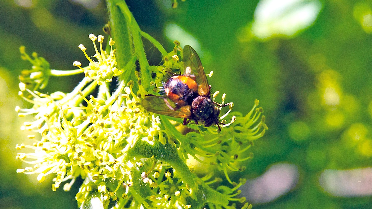 Common Tachinid [Tachina fera]