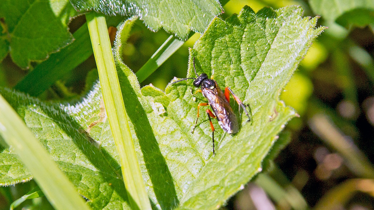 Red-thighed Macrophya [Macrophya rufipes]