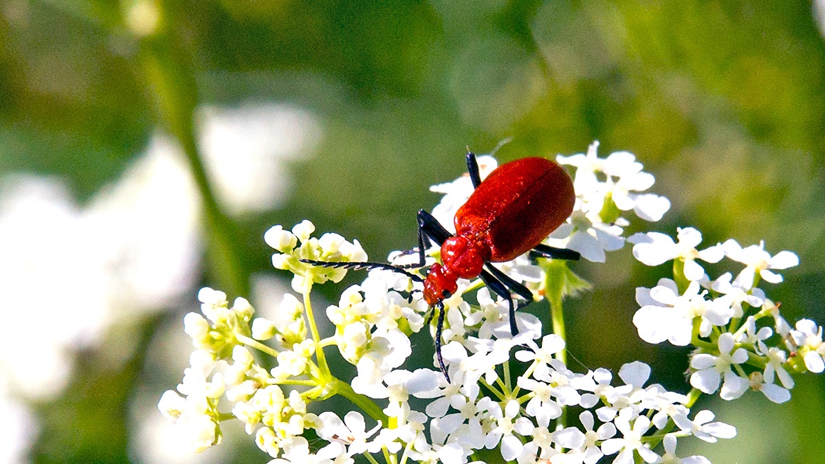 Red-headed Cardinal Beetle [Pyrochroa serraticornis]
