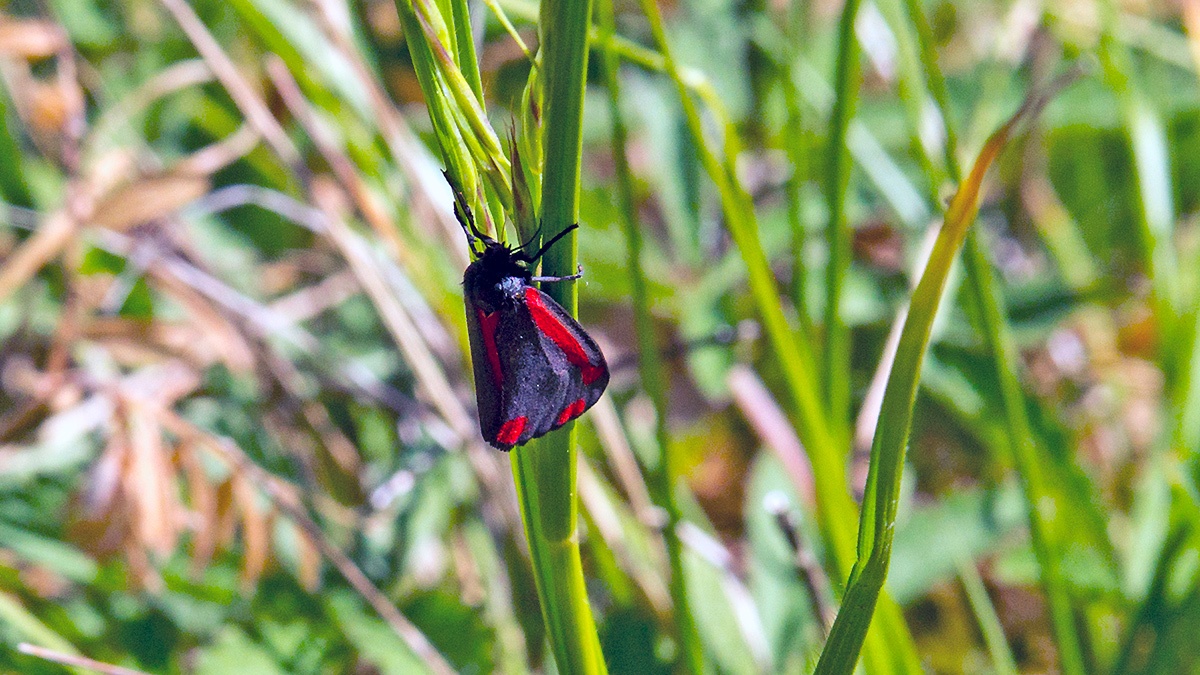 Cinnabar moth [Tyria jacobaeae]