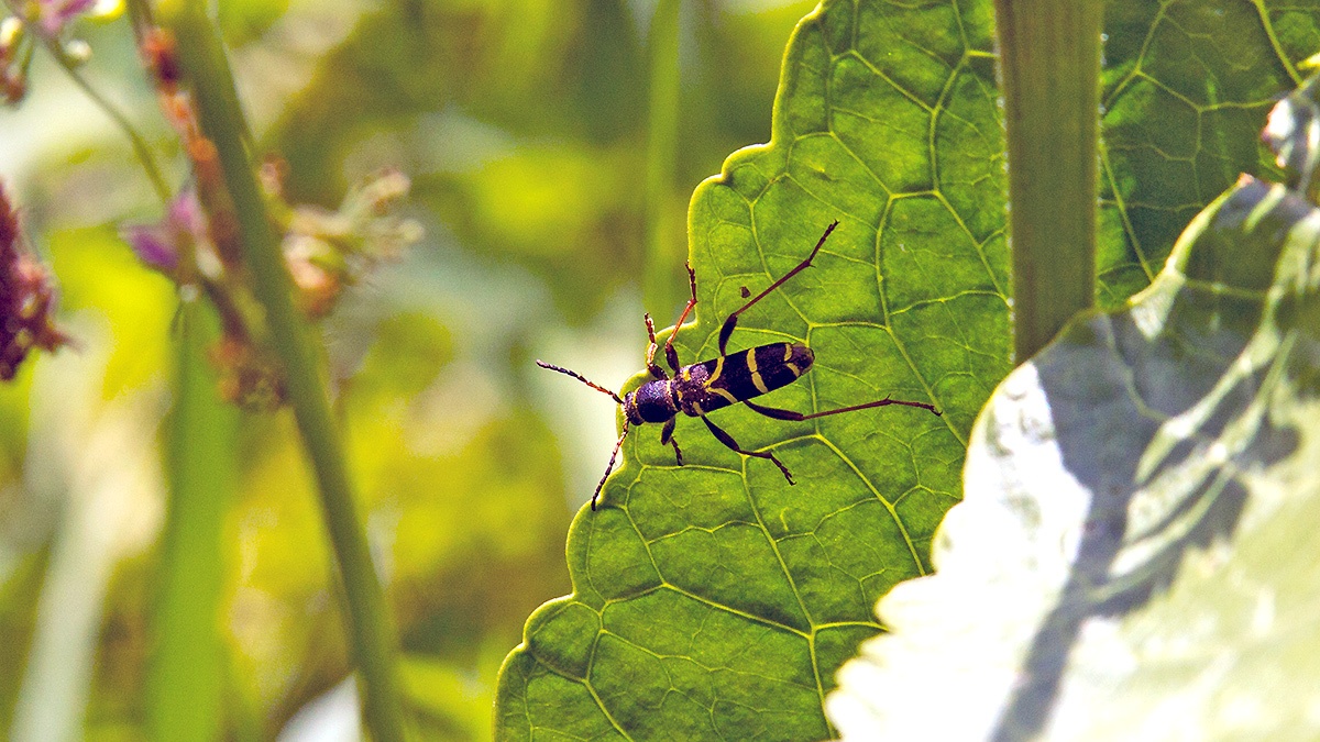 Wasp Beetle [Clytus arietis]