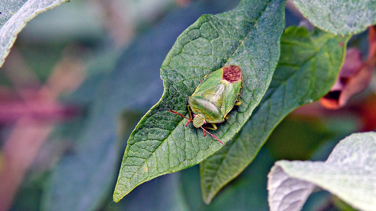Green Shieldbug [Palomena prasina]