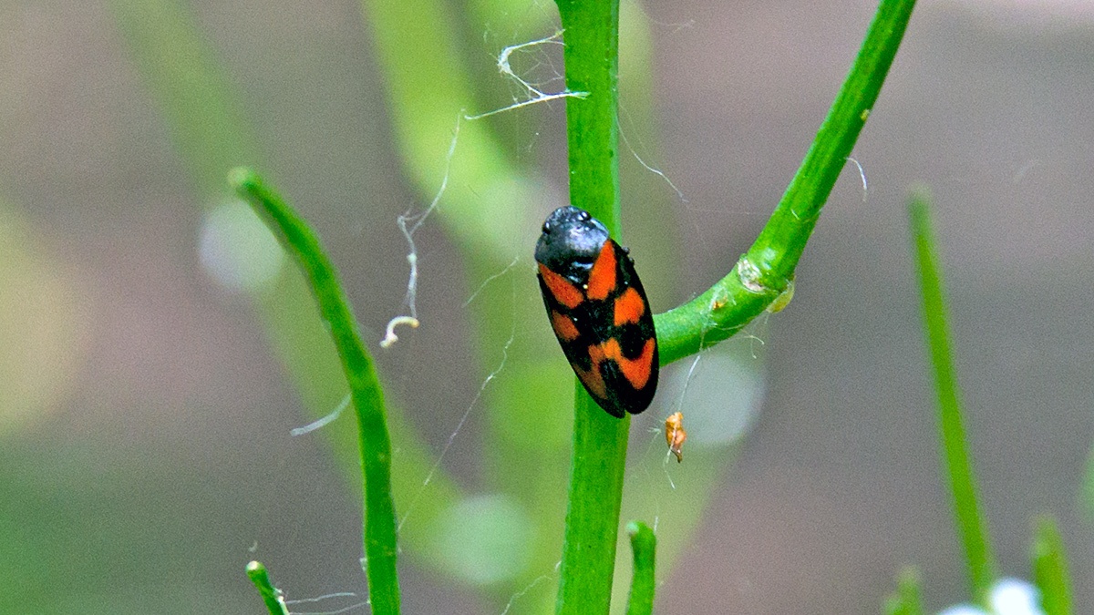 Red-and-black Froghopper [Cercopis vulnerata]