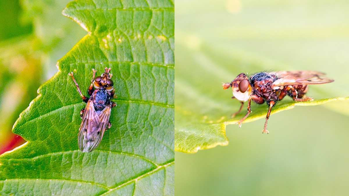 Plain-winged Spring Beegrabber [Myopa testacea]