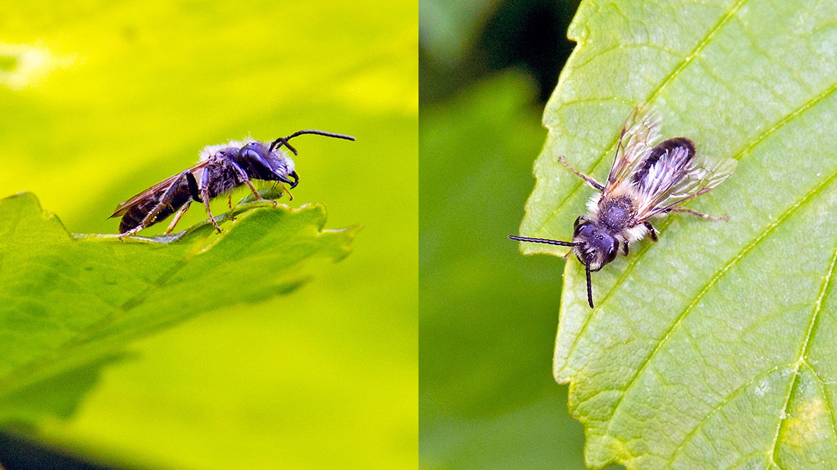 Ashy Mining Bee [Andrena cineraria]
