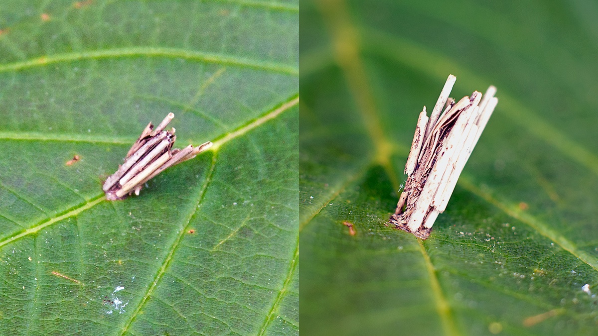Common Bagworm Moth [Psyche casta]