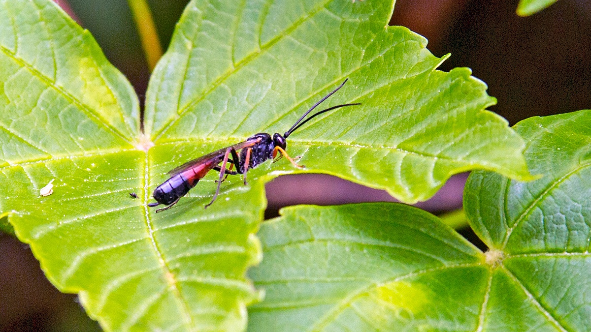 ichneumon wasp [unidentified]