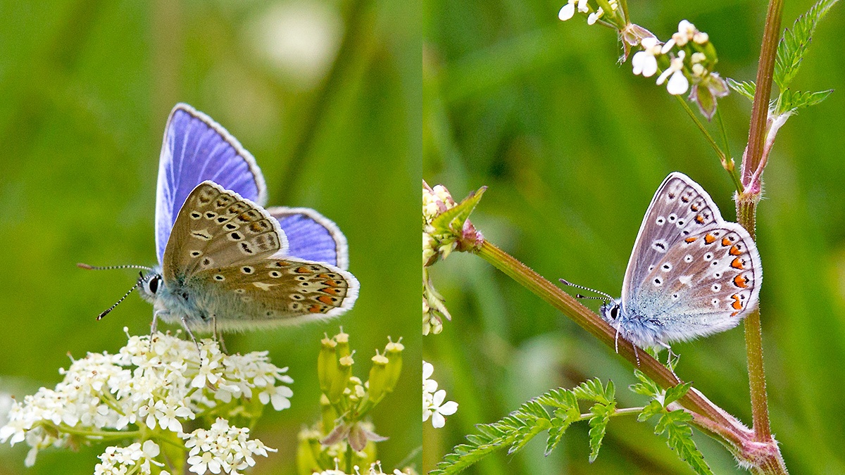 Common Blue [Polyommatus icarus]