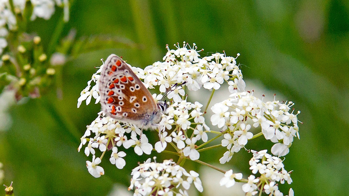 Brown Argus [Aricia agestis]