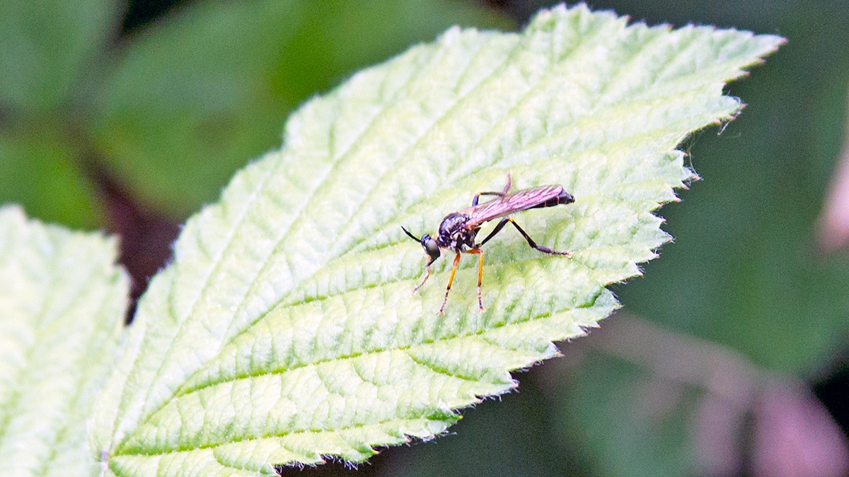 Common Red-legged Robberfly [Dioctria rufipes]