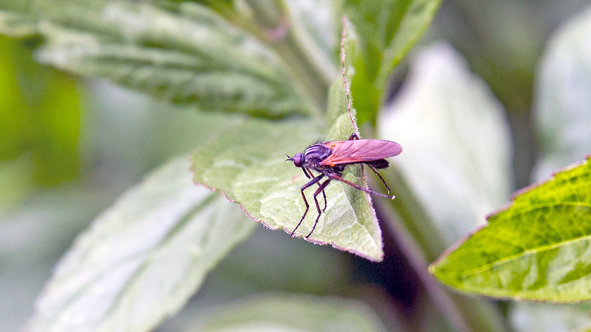 Common Dance Fly [Empis tessellata]