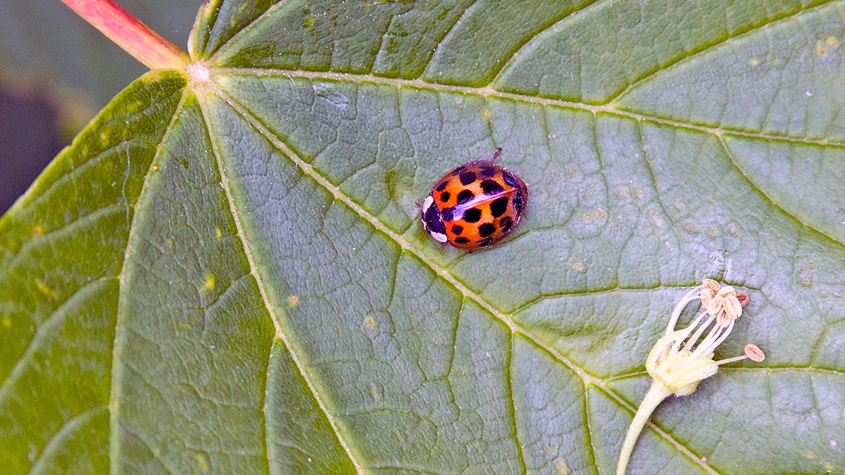 Harlequin Ladybird [Harmonia axyridis]