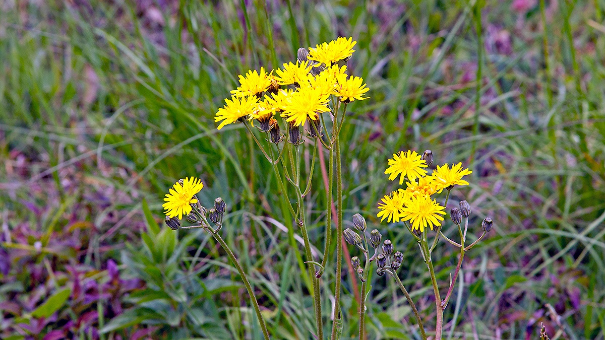 Rough Hawk's-beard [Crepis biennis]