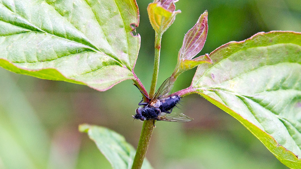 tachinid fly [unidentified]