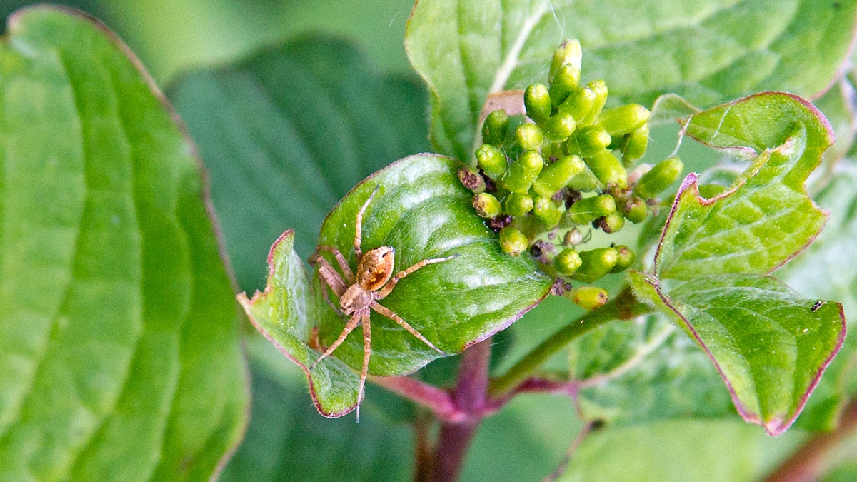 Wandering Crab Spider [Philodromus aureolus]