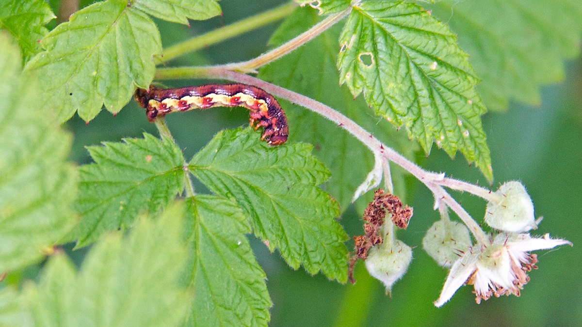 Mottled Umber [Erannis defoliaria]