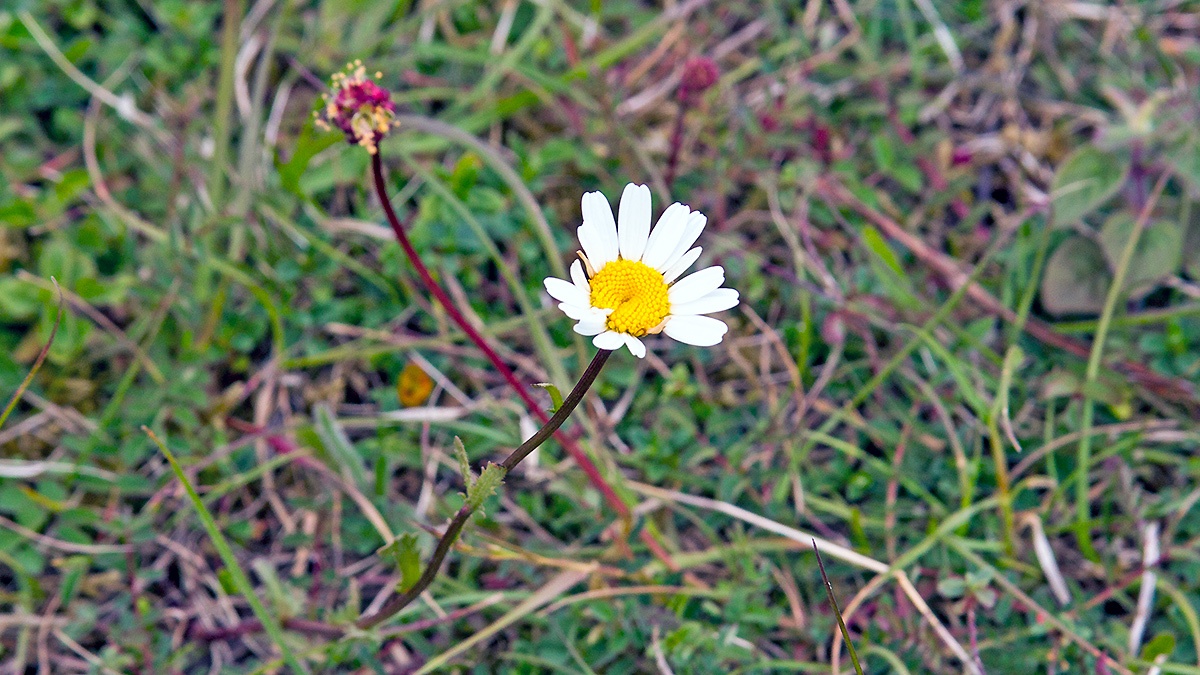 Ox-eye Daisy [Leucanthemum vulgare]
