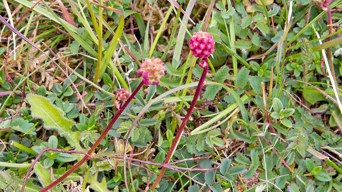 Salad Burnet [Sanguisorba minor]