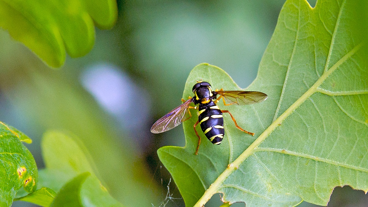 Barred Ant-hill Hoverfly [Xanthogramma citrofasciatum]