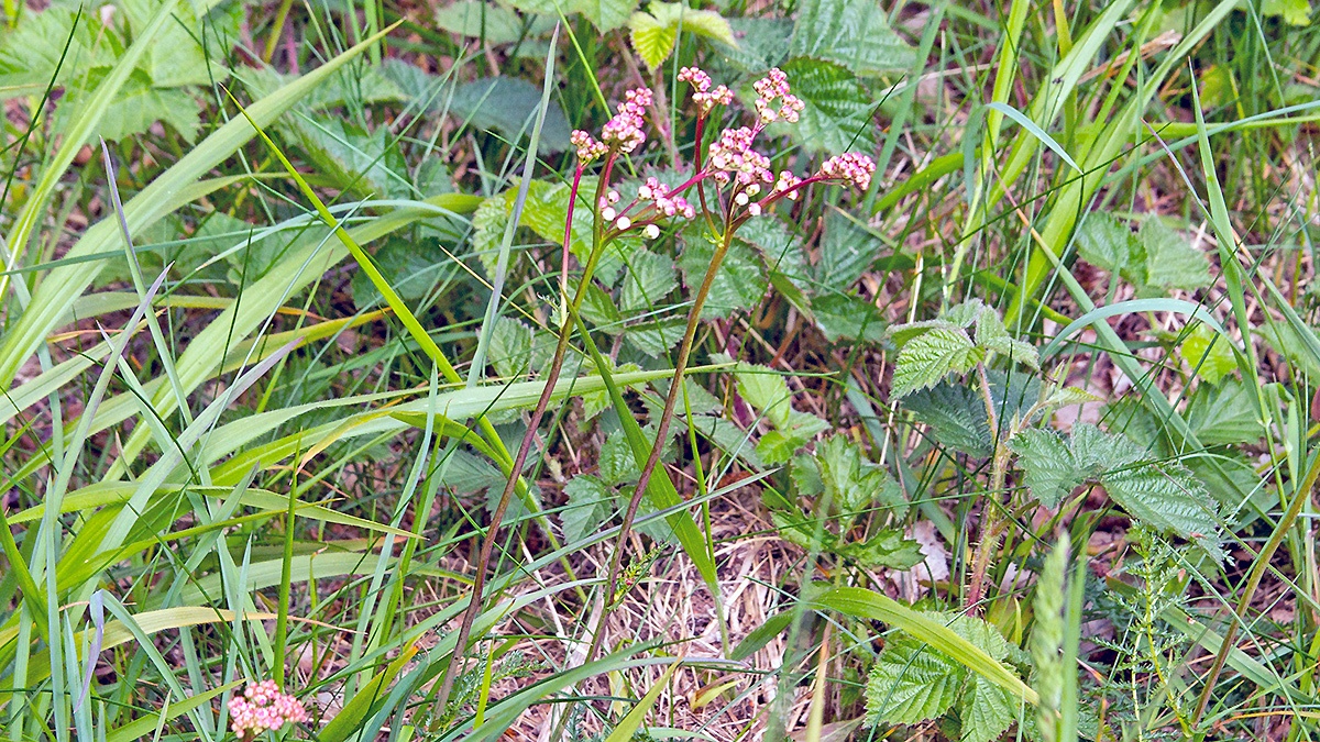 Dropwort [Filipendula vulgaris]
