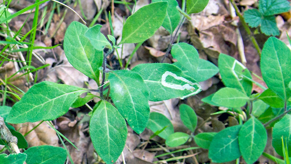 leaf-miner fly [Aulagromyza hendeliana?]