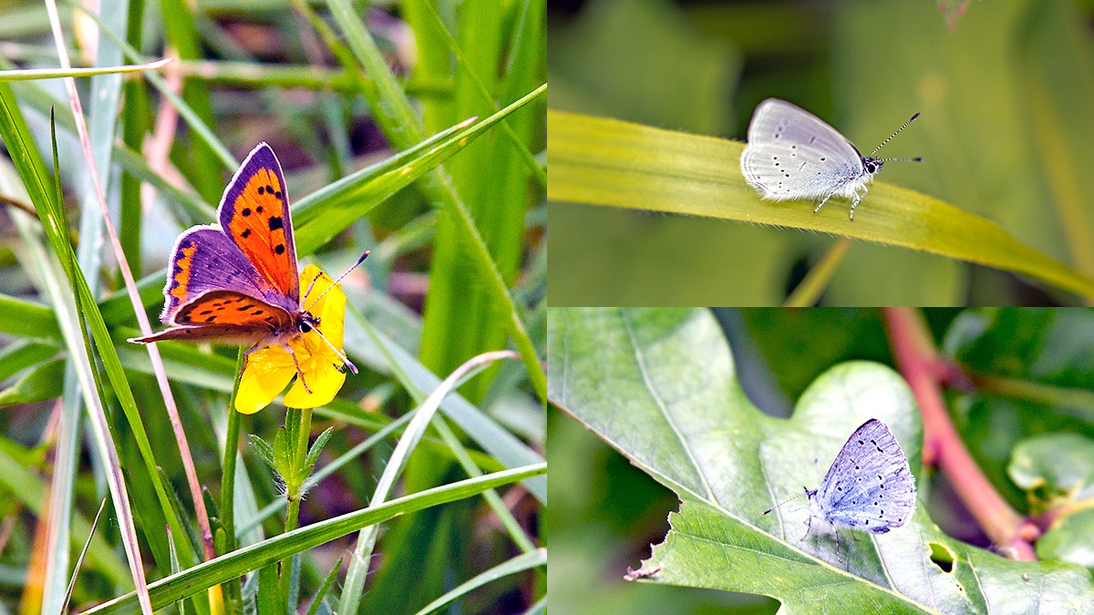 3 butterflies