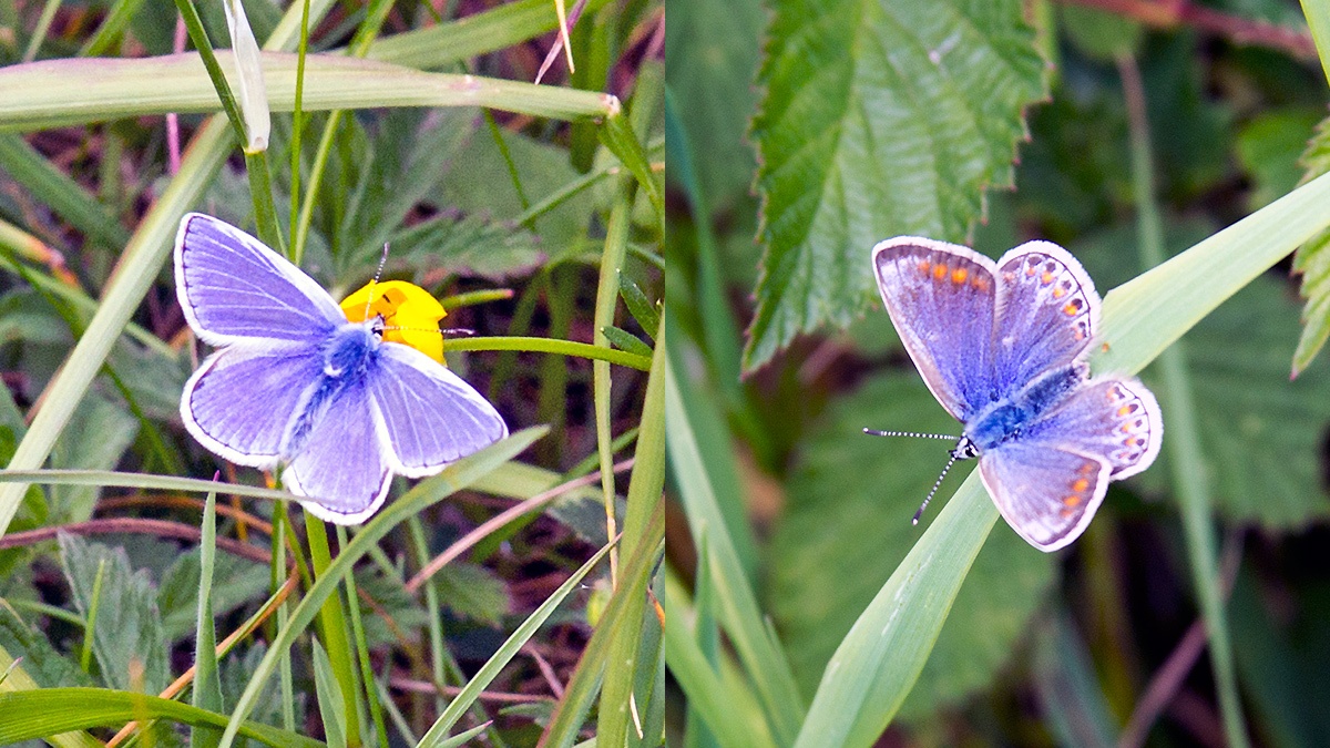 Common Blue [Polyommatus icarus]
