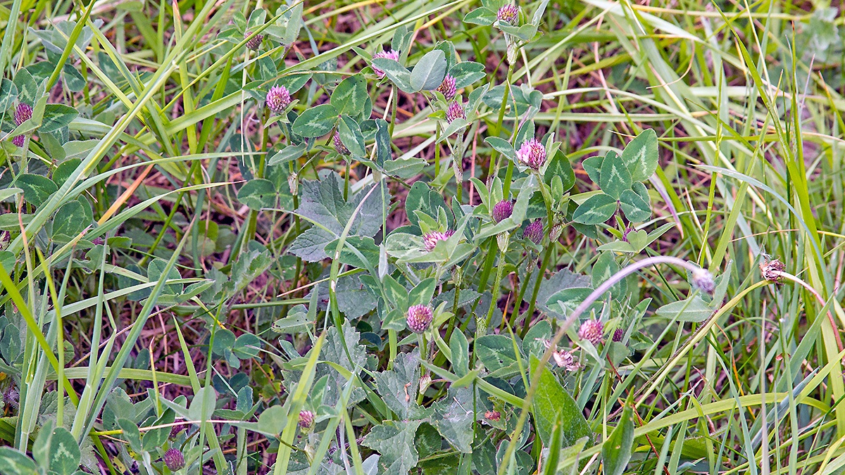 Broad-leafed (or Red) Clover [Trifolium pratense]
