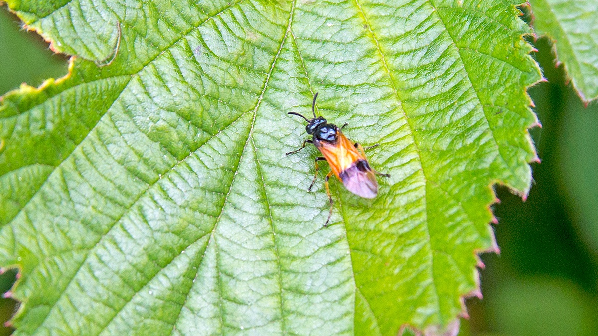 Bramble Sawfly [Arge cyanocrocea]