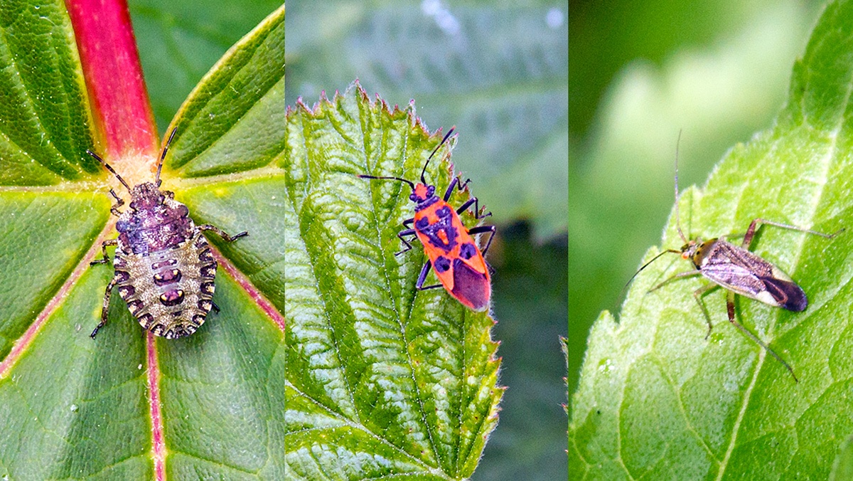 3 bugs