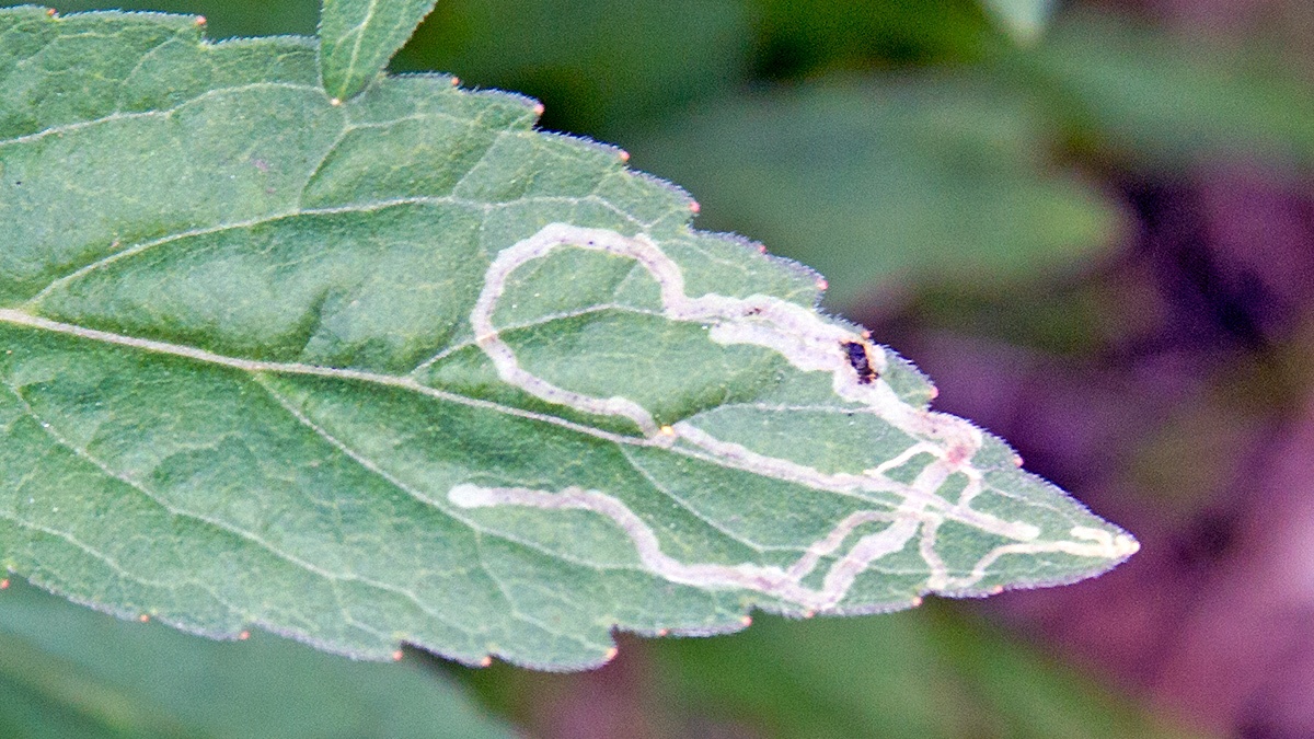 leaf-miner fly [Phytomyza eupatorii?]