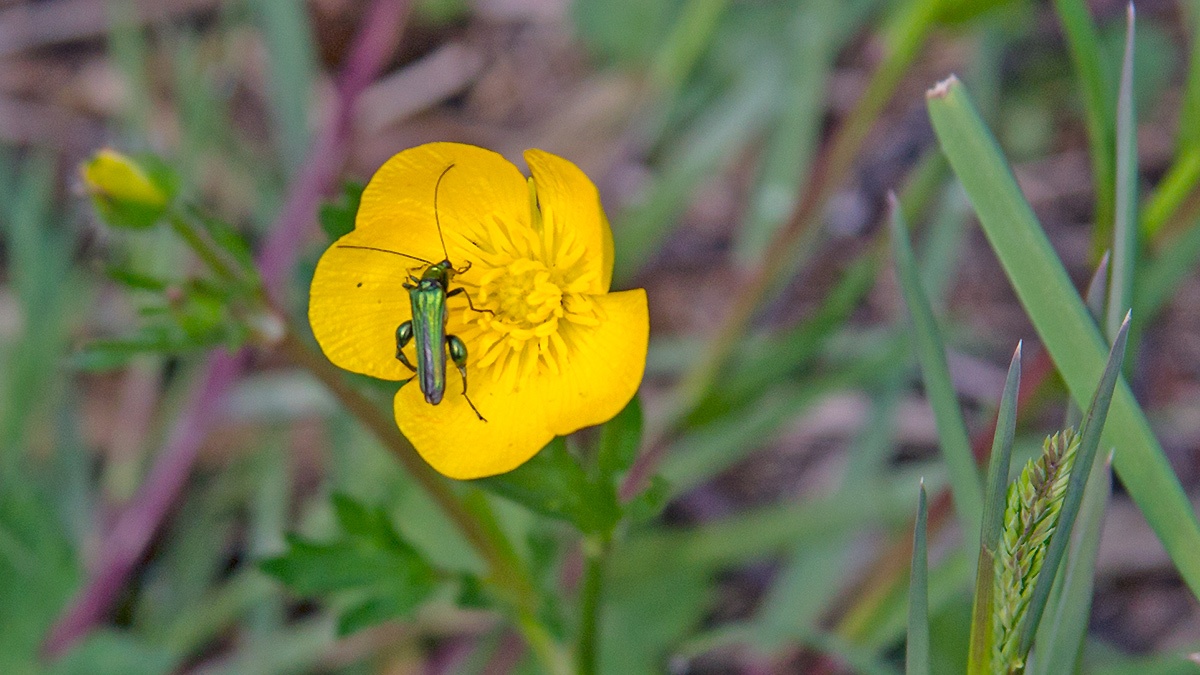 Swollen-thighed Beetle [Oedemera nobilis]