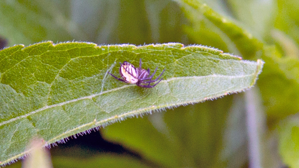 Cricket Bat Spider [Mangora acalypha?]
