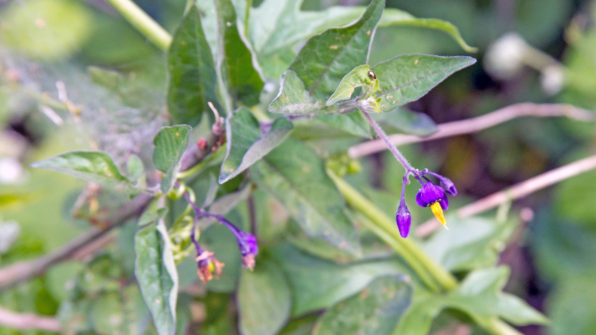 Bittersweet [Solanum dulcamara]