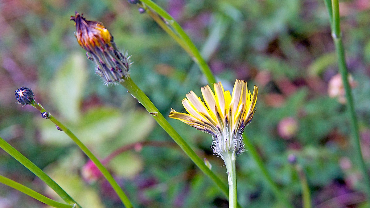 Cat’s-ear [Hypochaeris radicata]