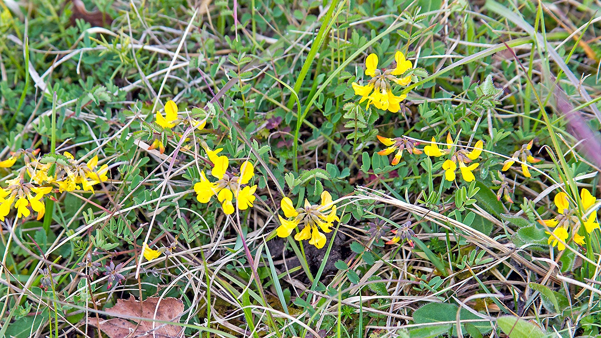 Horseshoe Vetch [Hippocrepis comosa]