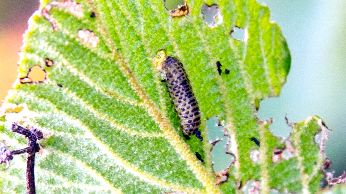 Viburnum Beetle [Pyrrhalta viburni]