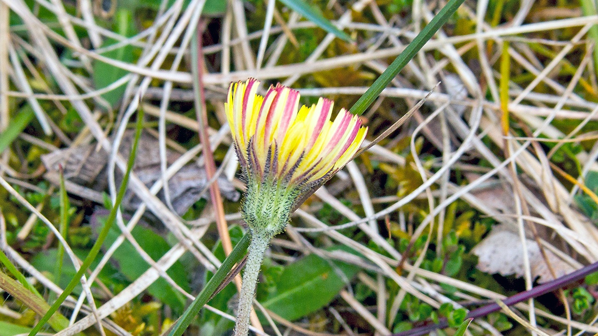 Mouse-ear Hawkweed [Pilosella officinarum]