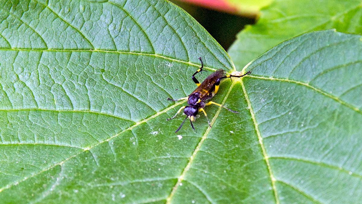 Dimorphic Strider [Macrophya montana]