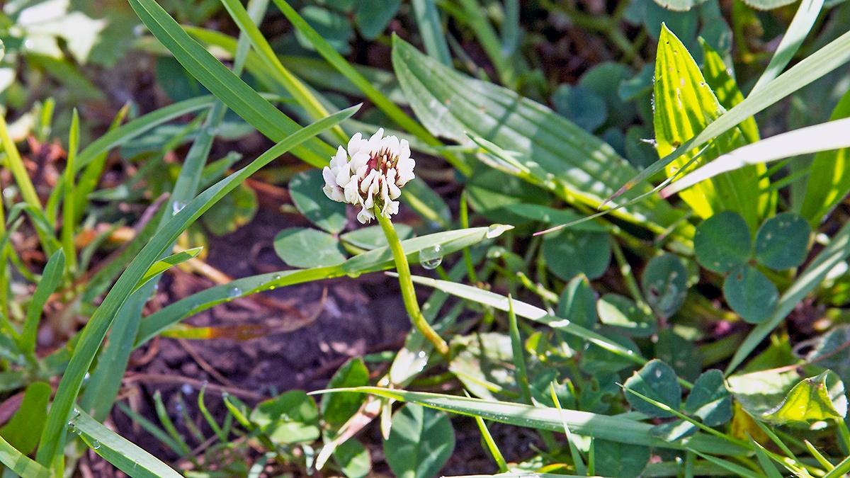 White Clover [Trifolium repens]