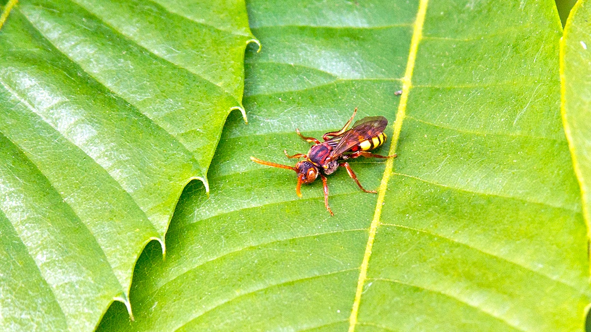 Flavous Nomad Bee [Nomada flava]