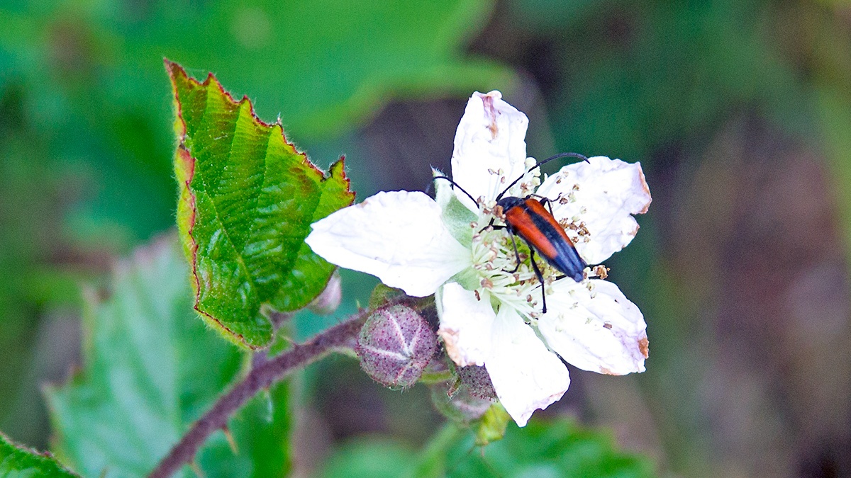 Black-striped Longhorn Beetle [Stenurella melanura]