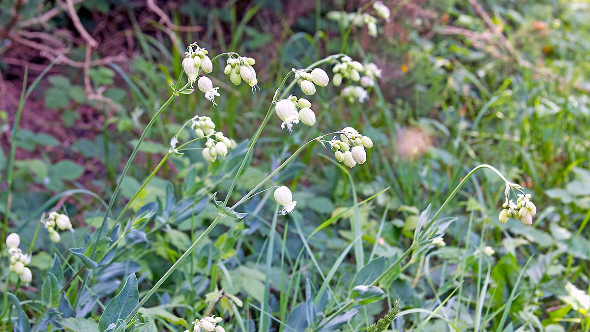 Bladder Campion [Silene vulgaris]