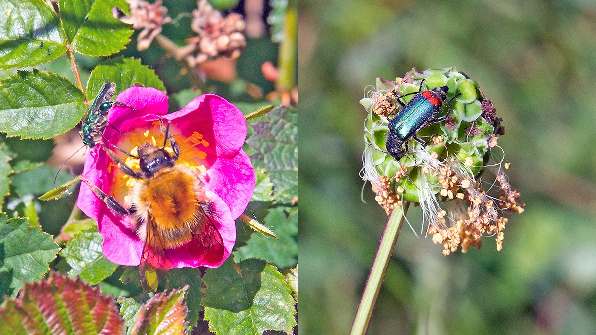 Common Carder Bee [Bombus pascuorum] and Red-tipped Flower Beetle [Malachius bipustulatus]