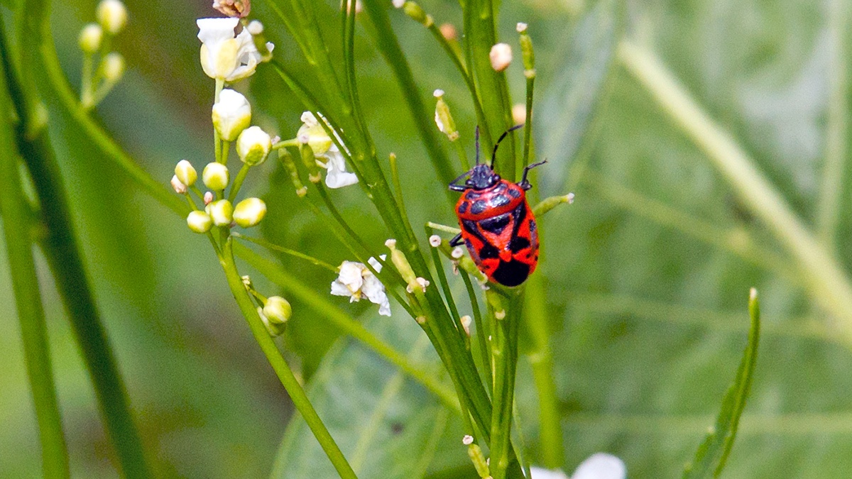 Ornate Shieldbug [Eurydema ornata]