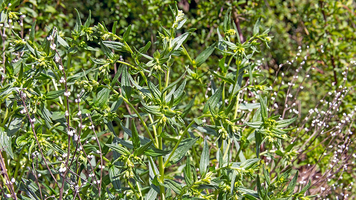 Common Gromwell [Lithospermum officinale]