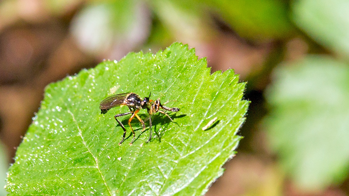 Common Red-legged Robberfly [Dioctria rufipes]
